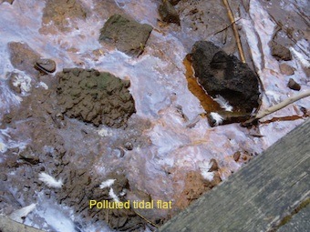 Polluted tidal flat